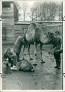 Animal Camel: - Vintage Photograph