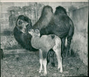 Animal Camel: - Vintage Photograph