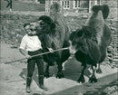 Animal Camel: - Vintage Photograph