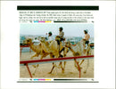 Animal Camel:Three camels sprints. - Vintage Photograph