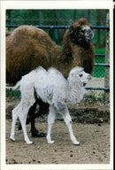 Animal Camel: - Vintage Photograph