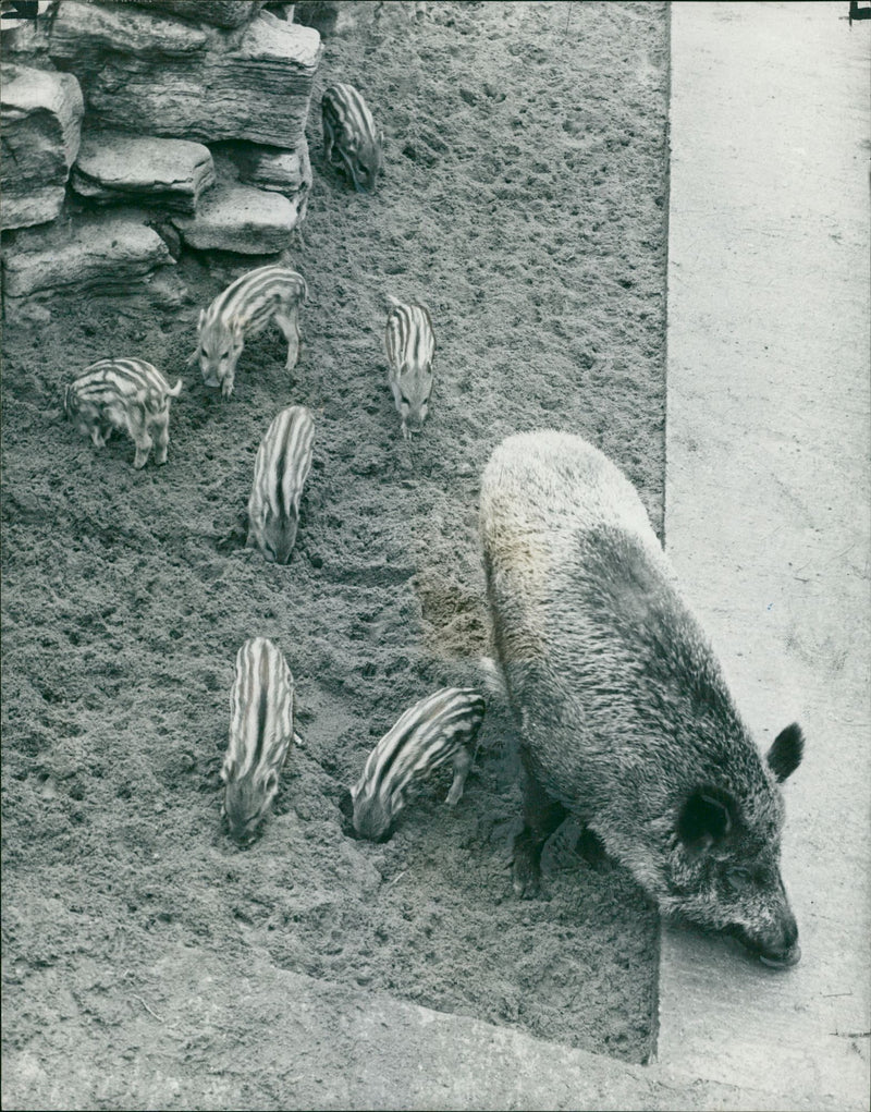 Wild boar - Vintage Photograph