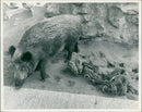 Wild boar - Vintage Photograph