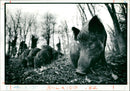 Wild boar - Vintage Photograph