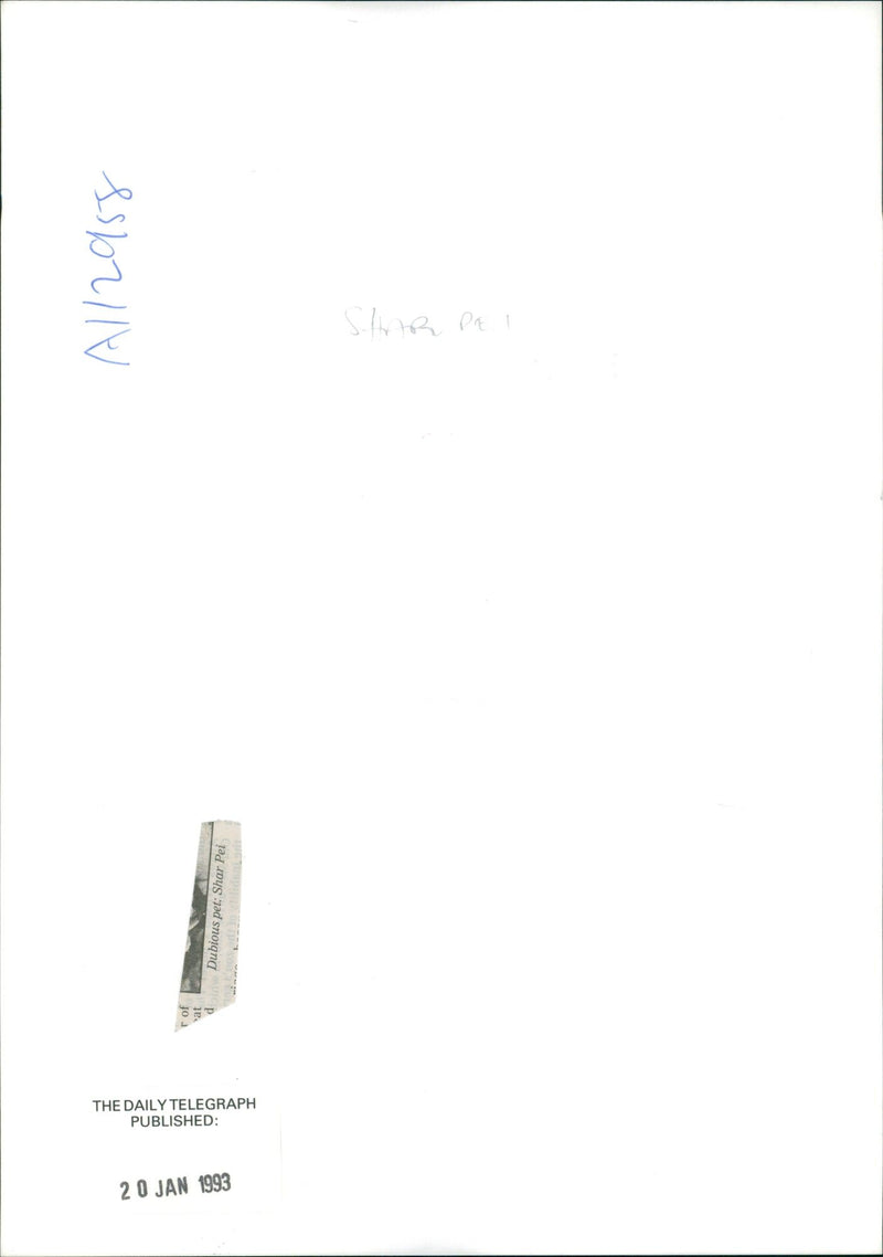 shar pei dog - Vintage Photograph