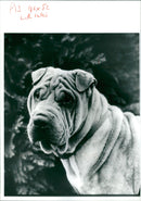 shar pei dog - Vintage Photograph