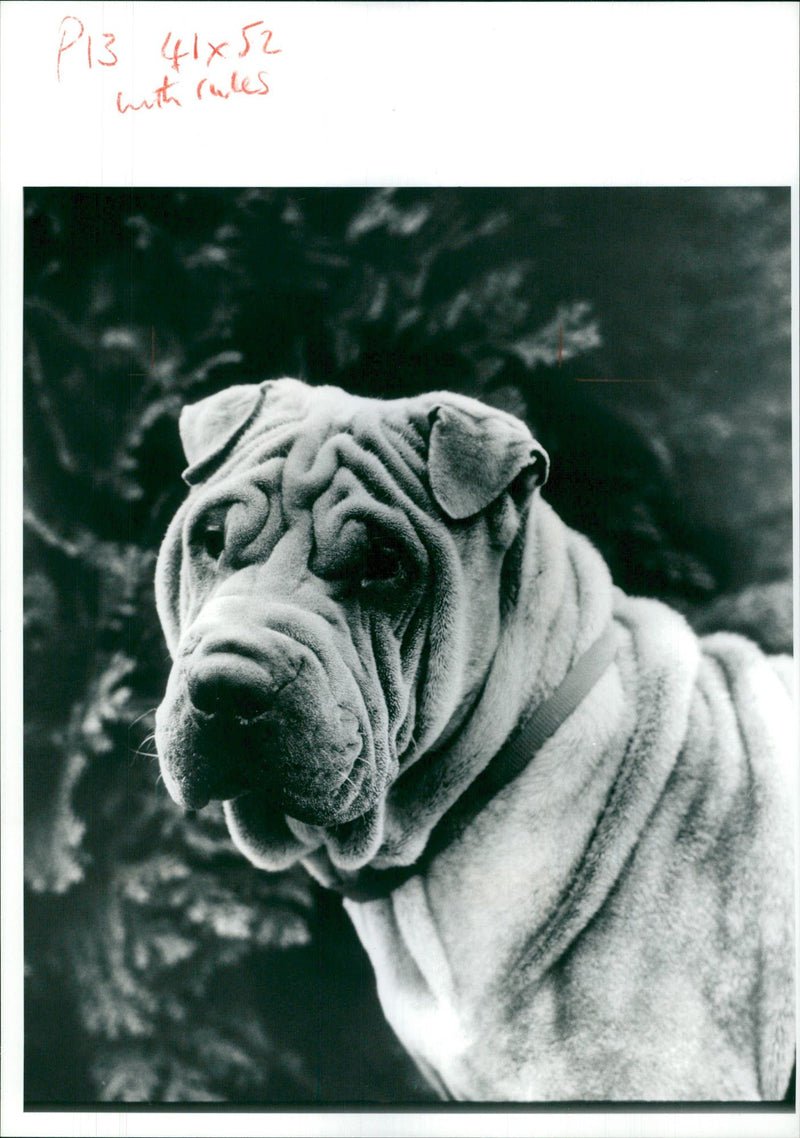 shar pei dog - Vintage Photograph