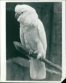 Bird, Cocky. - Vintage Photograph