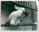 Bird, Cocky. - Vintage Photograph