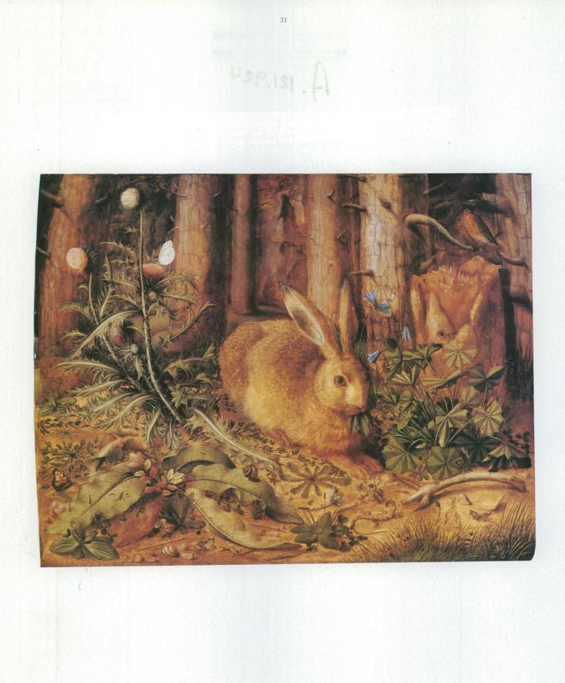 Hans Hoffmann: hare in a forest. - Vintage Photograph