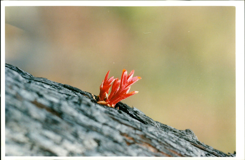 Australia: Fires and Firemen - Vintage Photograph