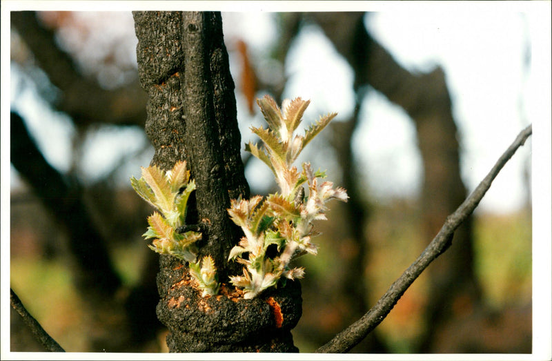 Australia: Fires and Firemen - Vintage Photograph