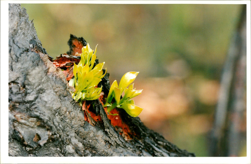 Australia: Fires and Firemen - Vintage Photograph