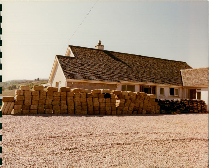 Inuengarny Cannabis Cases: - Vintage Photograph