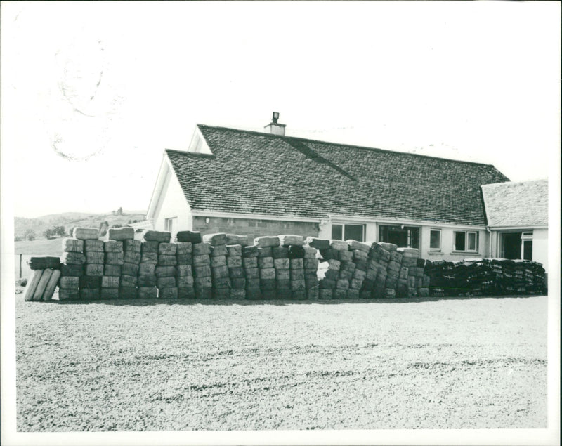 Inuengarny Cannabis Cases:Part of the gang's cannabis consignment. - Vintage Photograph