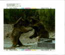 Animal Brown Bear:Two ex dancing bears enjoy at the wild life rescue center. - Vintage Photograph