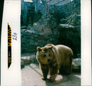 Animal Brown Bear: - Vintage Photograph