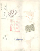 Animal Brown Bear: Whipshade Bear Cubs. - Vintage Photograph