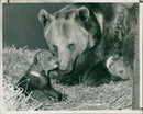 Animal Brown Bear: Whipshade Bear Cubs. - Vintage Photograph