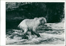 Animal Brown Bear: - Vintage Photograph