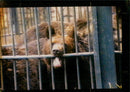 Animal Brown Bear:Bears are among the animals said to have gone mad. - Vintage Photograph
