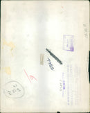 Animal Brown Bear:A three month old bear cub. - Vintage Photograph