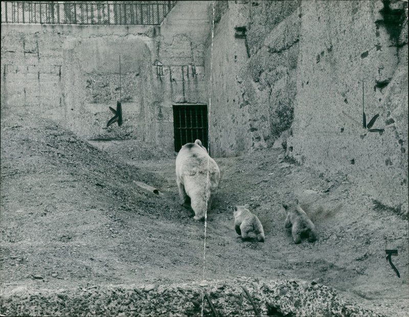 Animal Brown Bear:Leads them back to the inner den. - Vintage Photograph