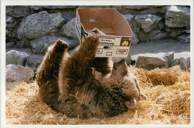 Animal Brown Bear:A 30 year old brown bear. - Vintage Photograph