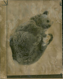 Animal Brown Bear: - Vintage Photograph