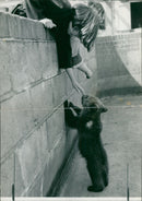 Animal Brown Bear:Brown bear cubs. - Vintage Photograph