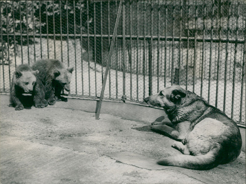 Animal Brown Bear:Rex the keepers guard over the two bear. - Vintage Photograph