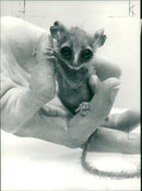 Animal Bush Baby - Vintage Photograph