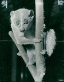 Josh, an Angwantibo bush baby - Vintage Photograph