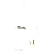 Animal Bush Baby - Vintage Photograph