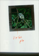 Animal Bush Baby - Vintage Photograph