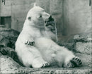Animal Polar Bear: - Vintage Photograph