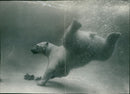 Animal Polar Bear: - Vintage Photograph