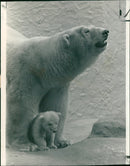 Animal Polar Bear: - Vintage Photograph