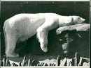 Animal Polar Bear: - Vintage Photograph
