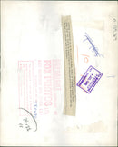 Animal Polar Bear: - Vintage Photograph