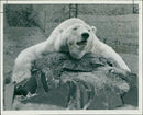 Animal Polar Bear: - Vintage Photograph