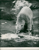 Animal Polar Bear: - Vintage Photograph