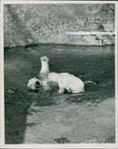 Animal Polar Bear: - Vintage Photograph
