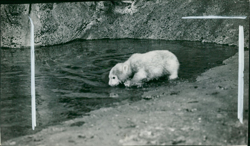 Animal Polar Bear: - Vintage Photograph