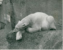 Animal Polar Bear: - Vintage Photograph