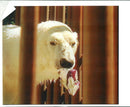 Animal Polar Bear: - Vintage Photograph