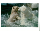 Animal Polar Bear: - Vintage Photograph