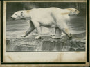 Animal Polar Bear: - Vintage Photograph