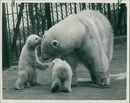 Animal Polar Bear: - Vintage Photograph