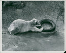 Animal Polar Bear: - Vintage Photograph